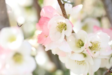 Fototapeta premium ボケの花