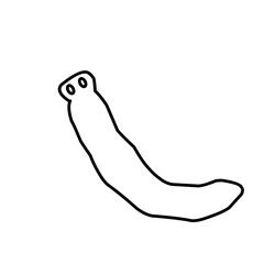 Planaria Flatworm Outline 