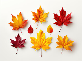 Fototapeta premium Colorful autumn leaves isolated on white background