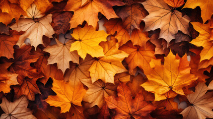 Bright and colorful autumn background of falling maple leaves outdoors