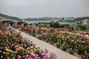 field of poppies