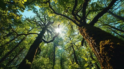 Fototapeta premium Elevate Your Senses Experience the Tranquility of Nature from an Overhead Foliage and Tree Top Perspective