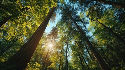 Obraz premium Canopy Chronicles Discover Secrets in Vibrant Forest Views