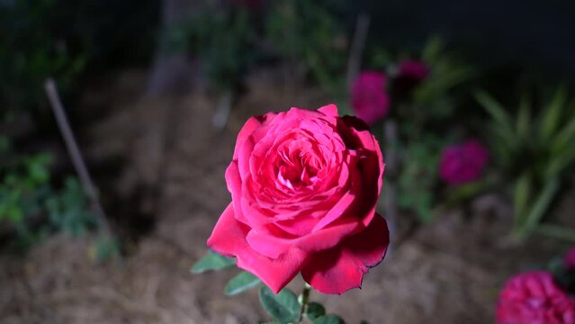 Rose close up in the garden.