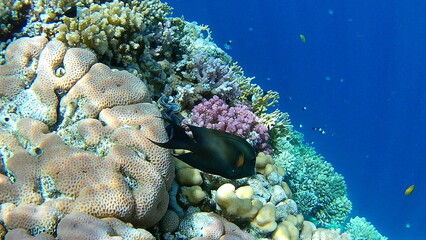 coral reef with fish