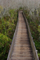 Vertical view to east from observation tower at Sawgrass Lake Park in St. Petersburg, FL . Looking out wood boardwalk with green tress and bare limbs. Sunny day with weathered boards and side rails.