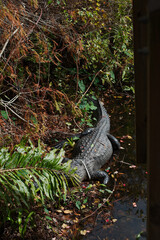 Vertical overhead shot of large Alligator sunning at Saw Grass Park in St. Petersburg, Florida. To the left and below of wood observation tower. Bright sun on shore and alligator.