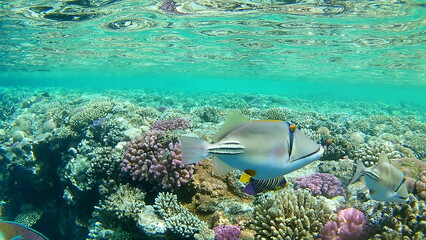 coral reef and fish