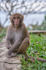 Monkey in Vietnam Sitting