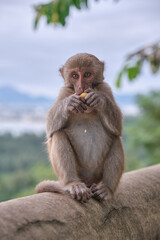 Monkey eating food 
