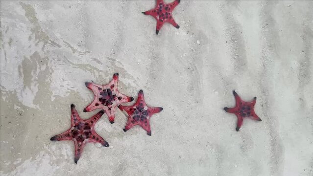 Five starfish with varying patterns on a sandy ocean floor, symbolizing marine life and underwater nature scenes