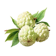 Fototapeta premium Watercolor Custard-Apple fruit