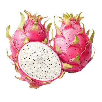 Watercolor dragon fruit isolated