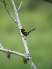 red and black nature bird on branch