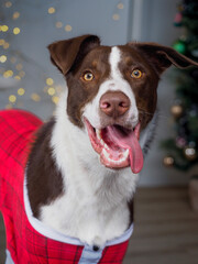 christmas lights with brown dog
