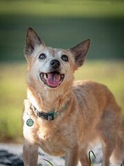 cute small happy old dog