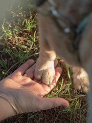 small dog paw on hand 