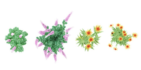 Red hot poker,Orange Echinacea purpurea 'Big Kahuna' coneflower, Coneflower,flowers on transparent background 3d rendering illustrationPSD tropical © Saifstock