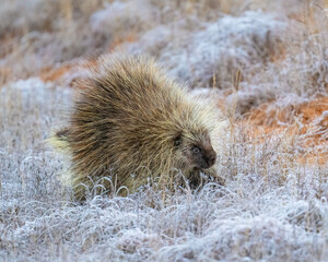 Porcupine on a frosty morning