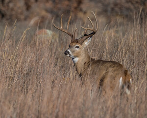 White-tailed Deer Buck