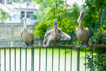 three of white pelicans at Dehiwala bird park in Dehiwala zoo.