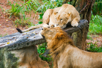 Lion couple in love - Safari in the Dehiwala National Park