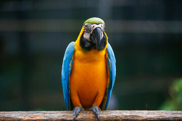 colorful Macaw parrot