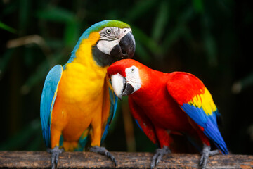 A pair of colorful macaws are playing with love in sri lanka zoo.