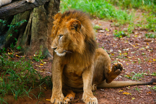 Lion Closup - in the Dehiwala National Park - Dehiwala.
