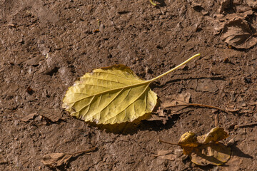 dried mulberry leaves on wet soil