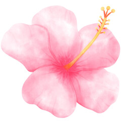 Fototapeta na wymiar Hibiscus, tropical, Flower