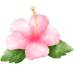Hibiscus, tropical, Flower