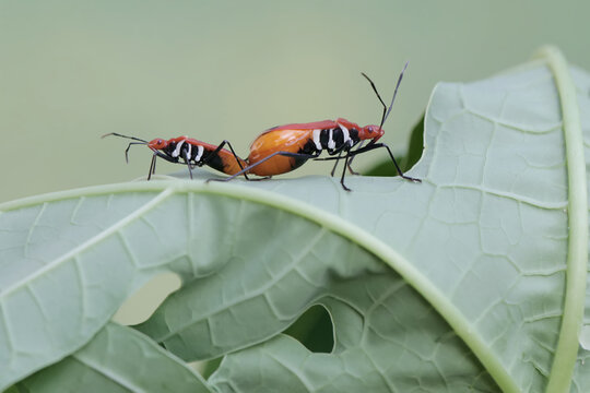 A pair of milkweed assassin bugs are mating. This insect has the scientific name Zelus longipes.