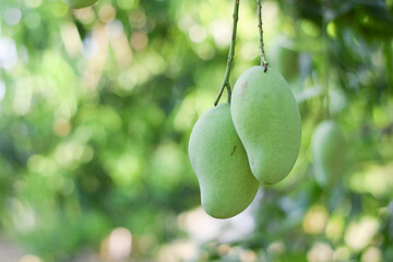 mango fruit on tree in orchard