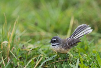 New Zealand Fantail (Piwakawaka)