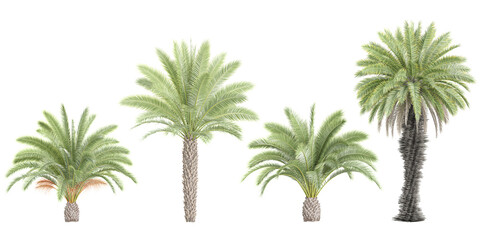 Cycas,Date palm Trees isolated on white background