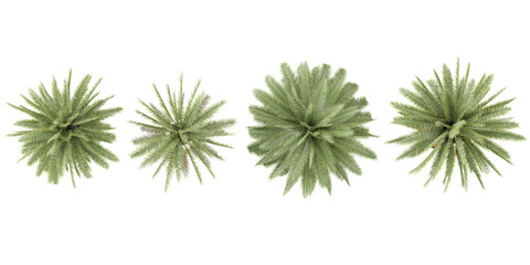 Set of Jungle Date palm trees 3D rendering. top view, plan view, for illustration, architecture presentation, visualization, digital composition © Saifstock