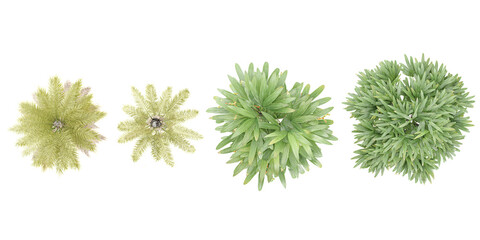 Set of Jungle Kentia palm,Raphis trees 3D rendering. top view, plan view, for illustration, architecture presentation, visualization, digital composition © Saifstock