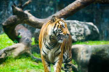 Big male bengal tiger walking in the grass