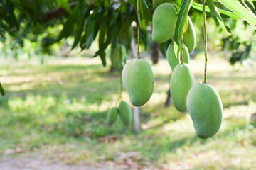mango fruit on tree in orchard