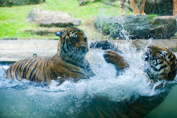 couple of tigers fight lovingly in a national park in Sri Lanka.