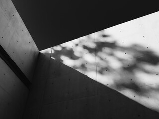 Cement concrete wall Tree Shade shadow contrast lighting Architecture details