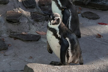 Naklejka premium フンボルトペンギン