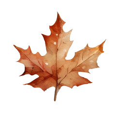 autumn maple leaf