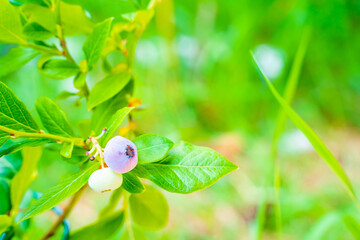 Growing blueberries starting to ripen, close-up and blurred background