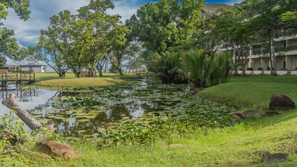 A calm river in a tropical garden. White and purple water lilies are blooming. Picturesque driftwood, boulders, palm trees on the banks. A pedestrian decorative bridge over the water. Green lawns.