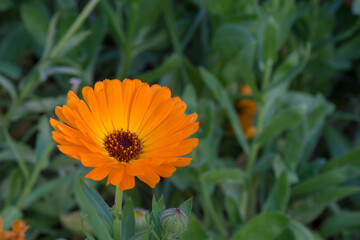 Orange Single Calendula Flower