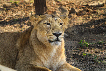 Queen of forest I Lioness Asiatic lion (Panthera leo) in Gir Forest National Park in Gujarat India....