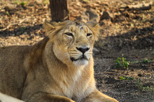 Queen of forest I Lioness Asiatic lion (Panthera leo) in Gir Forest National Park in Gujarat India. Asiatic Lioness image was taken in gujarat sasan gir only place in the world to capture Asiatic lion