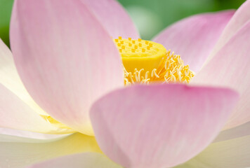 Nelumbo Nucifera, Sacred Lotus